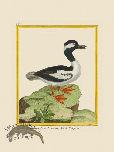(image for) Martinet Bird 948