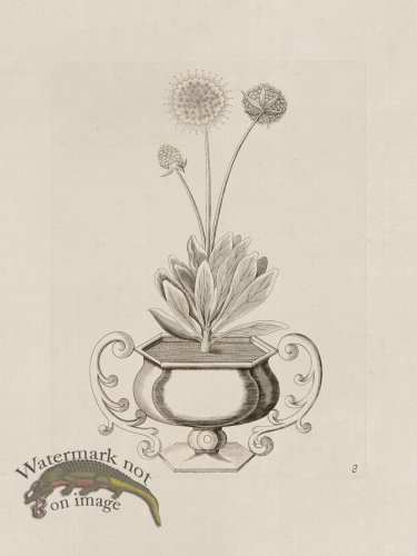 (image for) Potted Plant 08