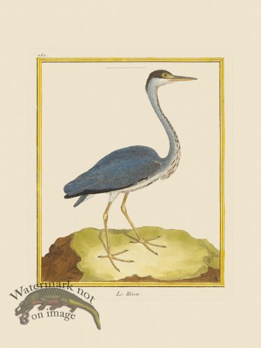 (image for) Martinet Bird 787