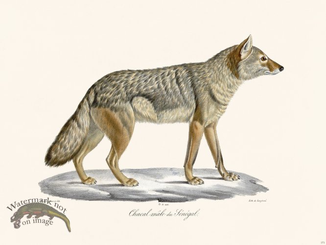 (image for) Cuvier 171 Jackal Of Senegal