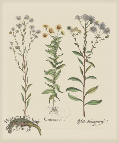 (image for) Besler 215 Colored B2