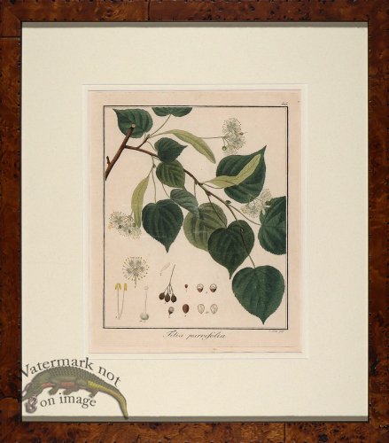 (image for) Hayne\'s Botanical in Burl 05