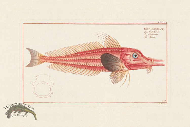 (image for) BLOCH FISH 349