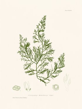 Bradbury Seaweed 133