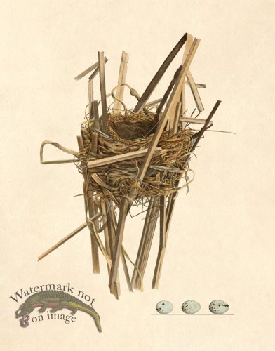 (image for) Eggs of Ohio 005