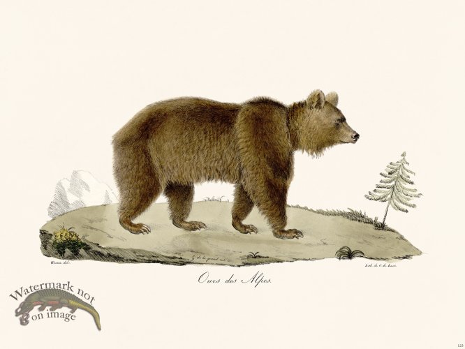 (image for) Cuvier 123 Bear of The Alps