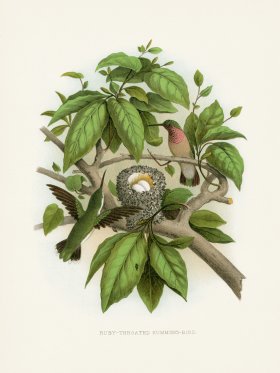 Thomas Gentry Bird 31