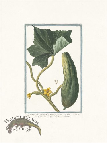(image for) Bonelli 063 Cucumber