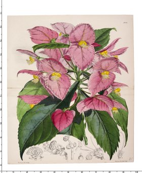 Curtis Botanical 096