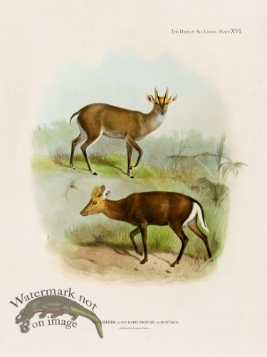 (image for) Lydekker Deer 16