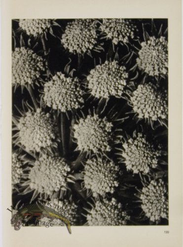 (image for) Blossfeldt T 120