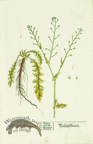 (image for) Blackwell German 240