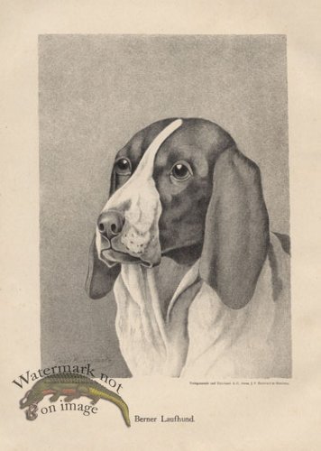 (image for) 1890s Dogs 17