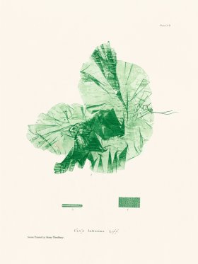 Bradbury Seaweed 202