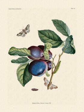 Wilkes Butterflies 036