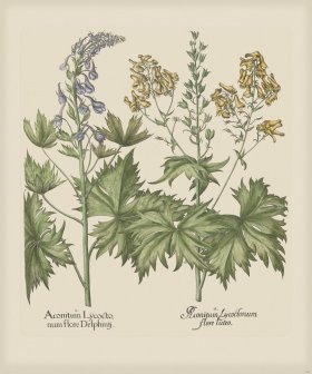 Besler 160 Colored B2