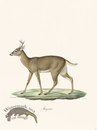 (image for) Cuvier 018 Brocket Deer