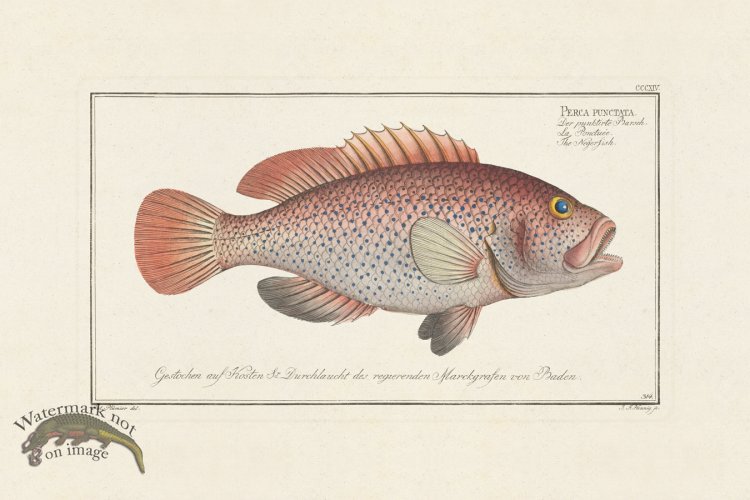 (image for) BLOCH FISH 314