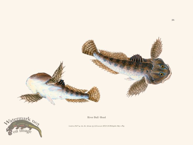 (image for) 050 River Bull -Head