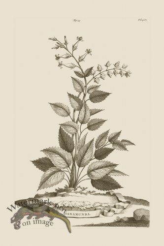 (image for) Abraham Munting 133