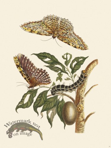 (image for) Merian Metamorphosis 20