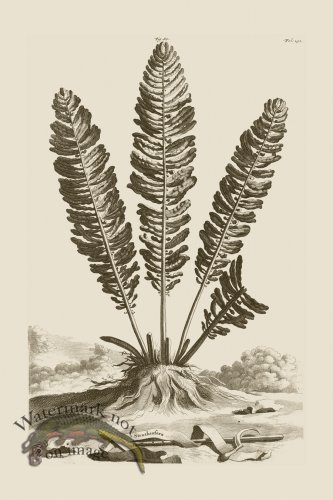 (image for) Abraham Munting 086