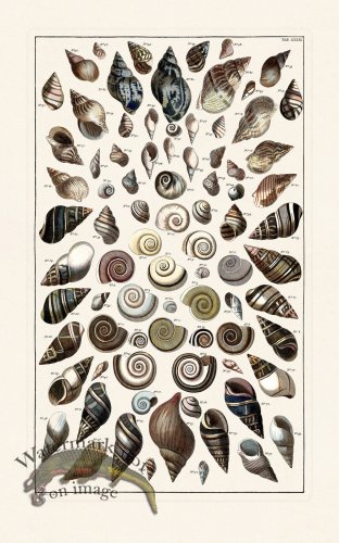 (image for) Seba B2 039