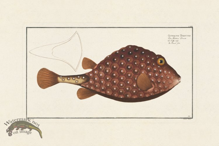 (image for) BLOCH FISH 130