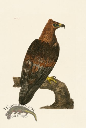 (image for) Pennant Zoology 113