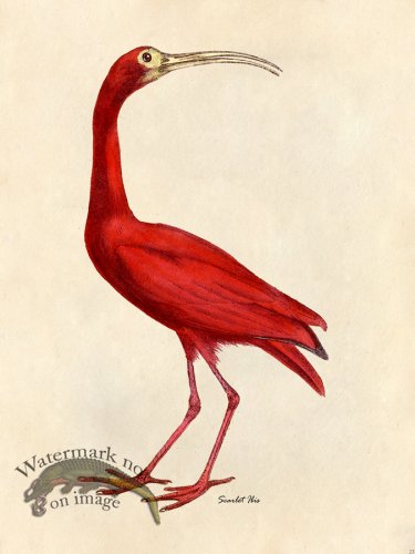 (image for) Scarlet Ibis - Tribute Bd 23