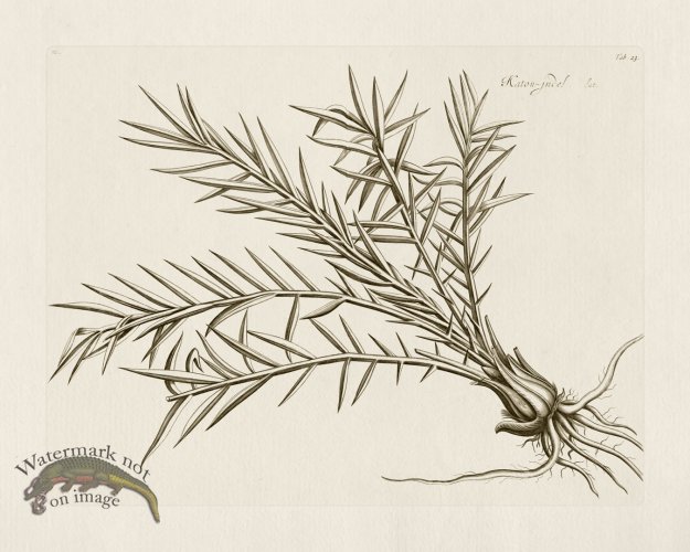 (image for) HORTUS VOl 03 23