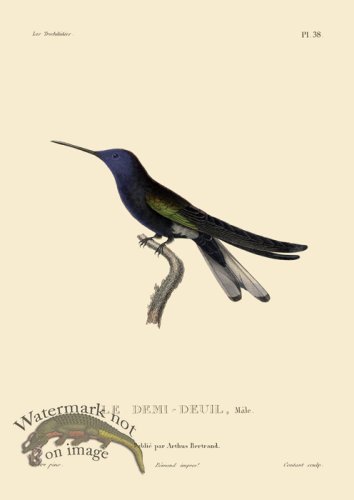 (image for) Humming Bird 38