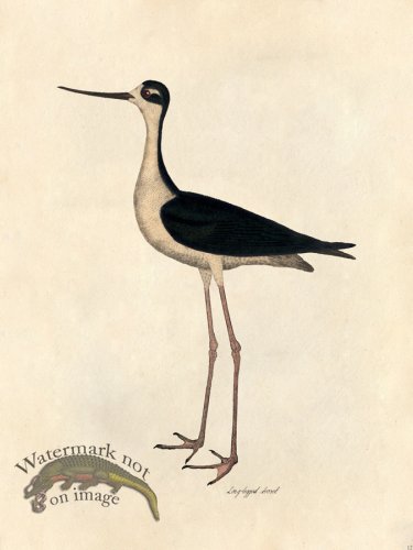 Long-legged Avocet - Tribute Bd 12