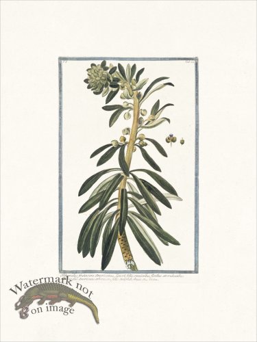 (image for) Bonelli 024 Tithymalus frutescens