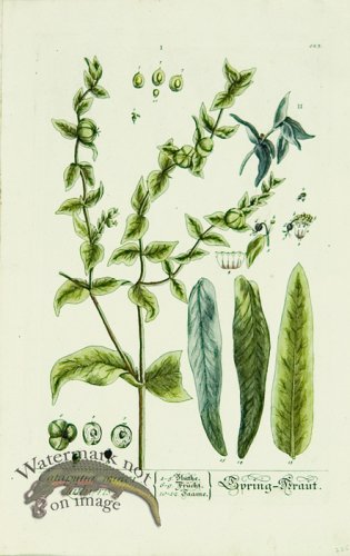 Blackwell German 080