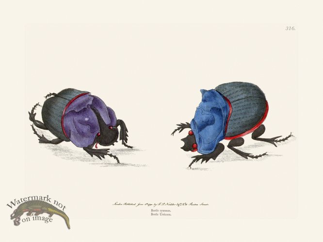 (image for) 316 Cyanean Beetle Unicorn