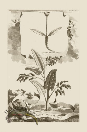 (image for) Abraham Munting 208