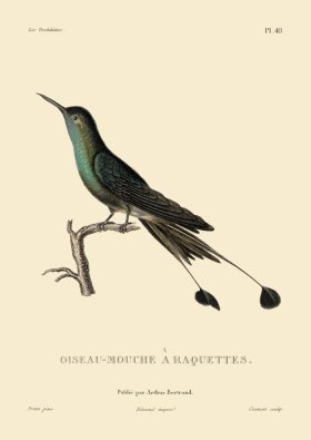 (image for) Humming Bird 40