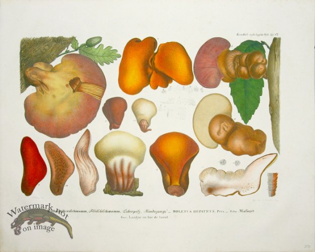 (image for) Mushroom Atlas 06