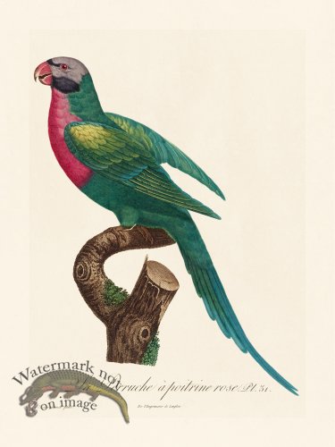 (image for) Barraband Parrot 031