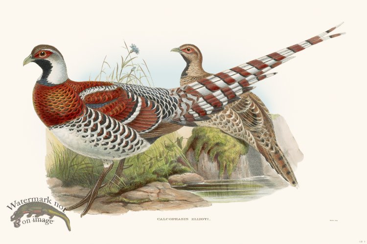 (image for) Gould Game Bird 008