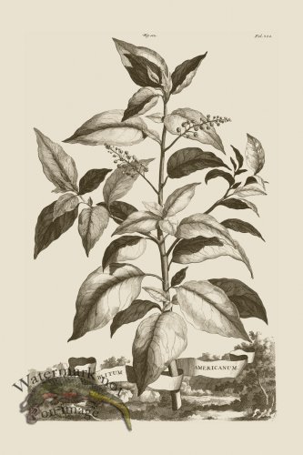 (image for) Abraham Munting 112