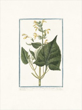 Bonelli 221 Sage from Montana