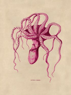 Octopus Pink 45