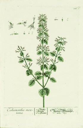 Blackwell German 135