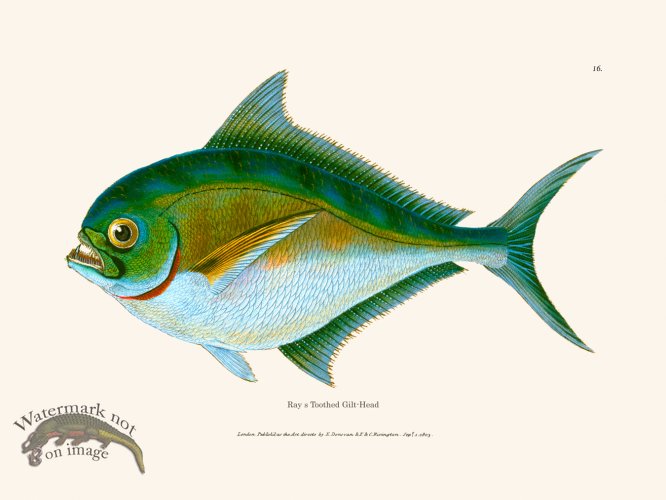 (image for) 016 Rays Toothed Gilt-Head