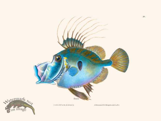 (image for) 020 Doree