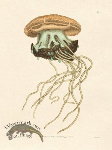 (image for) Shaw Nodder SL 03