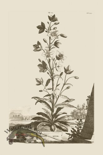 (image for) Abraham Munting 123