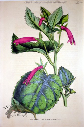 (image for) Botanical